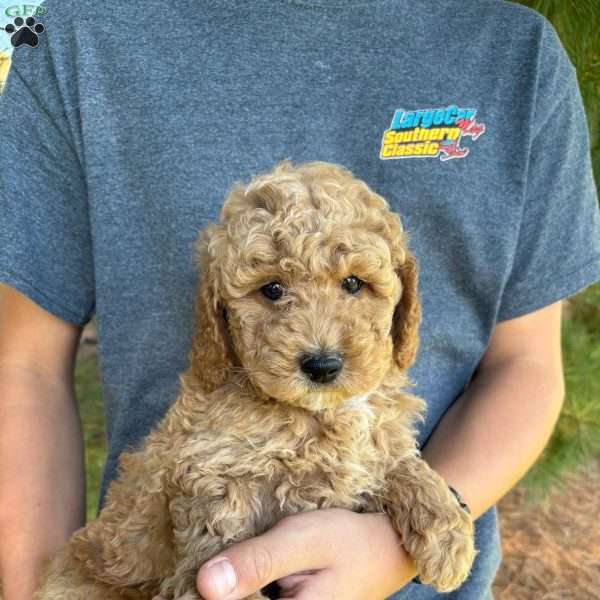 Tucker, Mini Goldendoodle Puppy